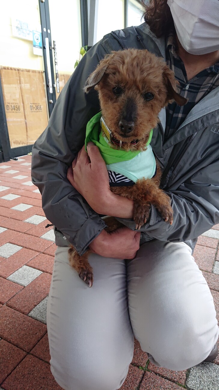 穏やかでかわいらしいおじいちゃんプードル サムネイル4