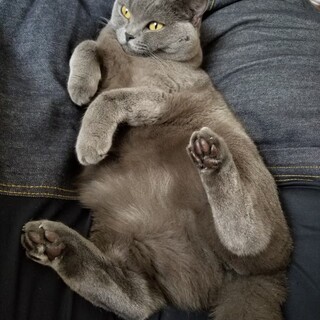 愛情を注いでくれる方、募集します