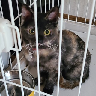 保護猫を迎えよう‼️No.110ちゃん！