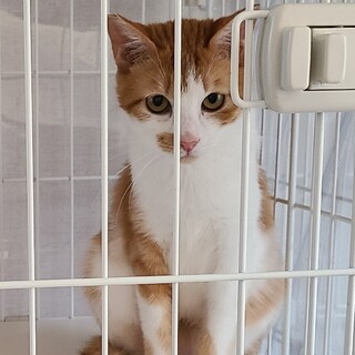 保護猫を迎えよう‼️No.111くん！
