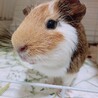 ぴえん