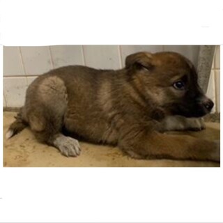 3匹兄妹の子犬たち。59. 60. 61