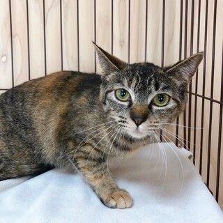 5/2西千葉ෆ⃛ムギワラ美少女ෆ⃛「あかねちゃん」