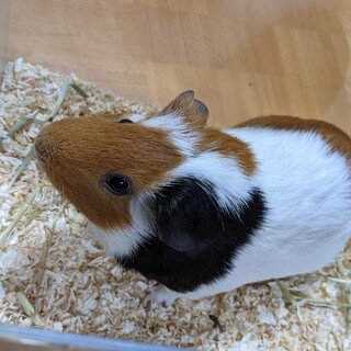 【代理】自家繁殖の1歳半のオスです。