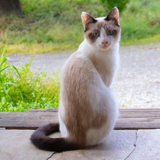 保護猫 八ヶ月位 里親募集 ＜王子＞