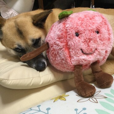 新しいおもちゃ