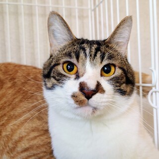 優しい男の子　「ハートくん」