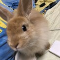 幸せにしてくれる飼い主さん募集