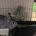 幸せにしてくれる飼い主さん募集