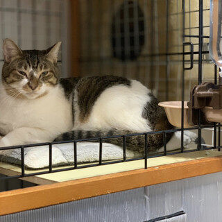あなたの近くにそっといる猫。キジシロ♫あらしくん