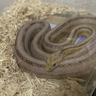 食欲旺盛でとても可愛らしいコーンスネークちゃんです