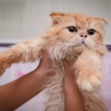 スコティッシュフォールド3歳の男の子