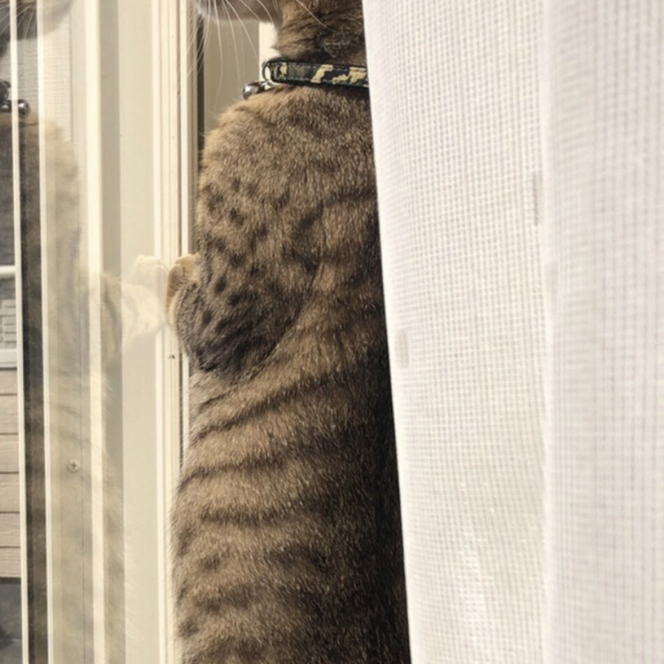 スーくんのカバー写真