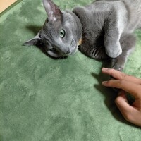 虎