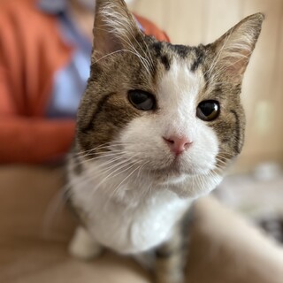 激かわ大人猫！