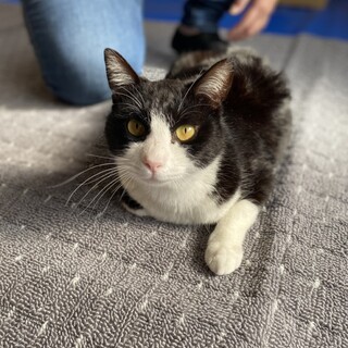 ハチワレマニアにたまらない！