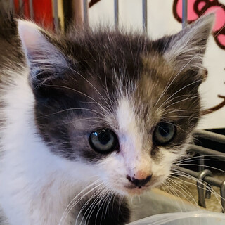 ②ツンな女の子　1ヶ月　白黒　大人しい