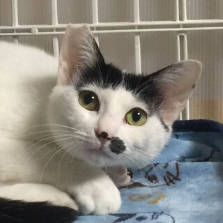 顔は可愛いブリトニー