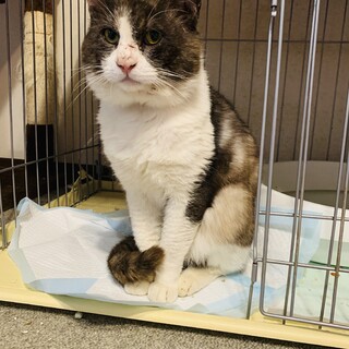 ゴンちゃん　ボス　甘えん坊　成猫　珍しい柄