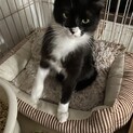 10ヶ月の黒白の男の子です。大人しく賢い子です。