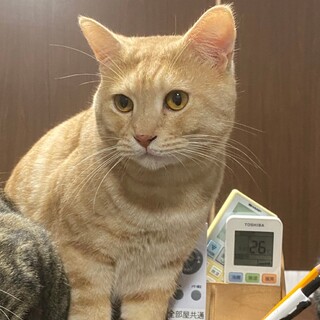 153匹多頭飼育崩壊からのレスキュー★ムルくん