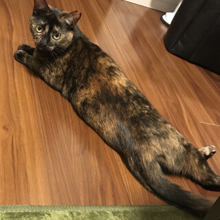 さび猫好きの貴方へ♡うたちゃん♫