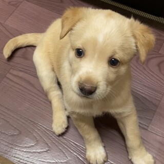 元気一杯生後約1.5ヶ月MIX子犬セリーヌちゃん
