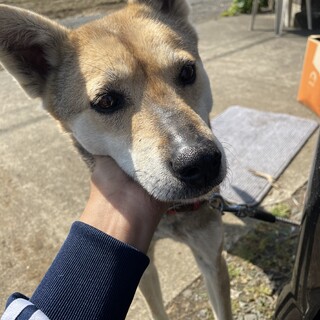 飼育放棄のため里親募集します♀