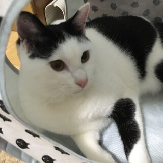 前髪ぱっつん白黒猫