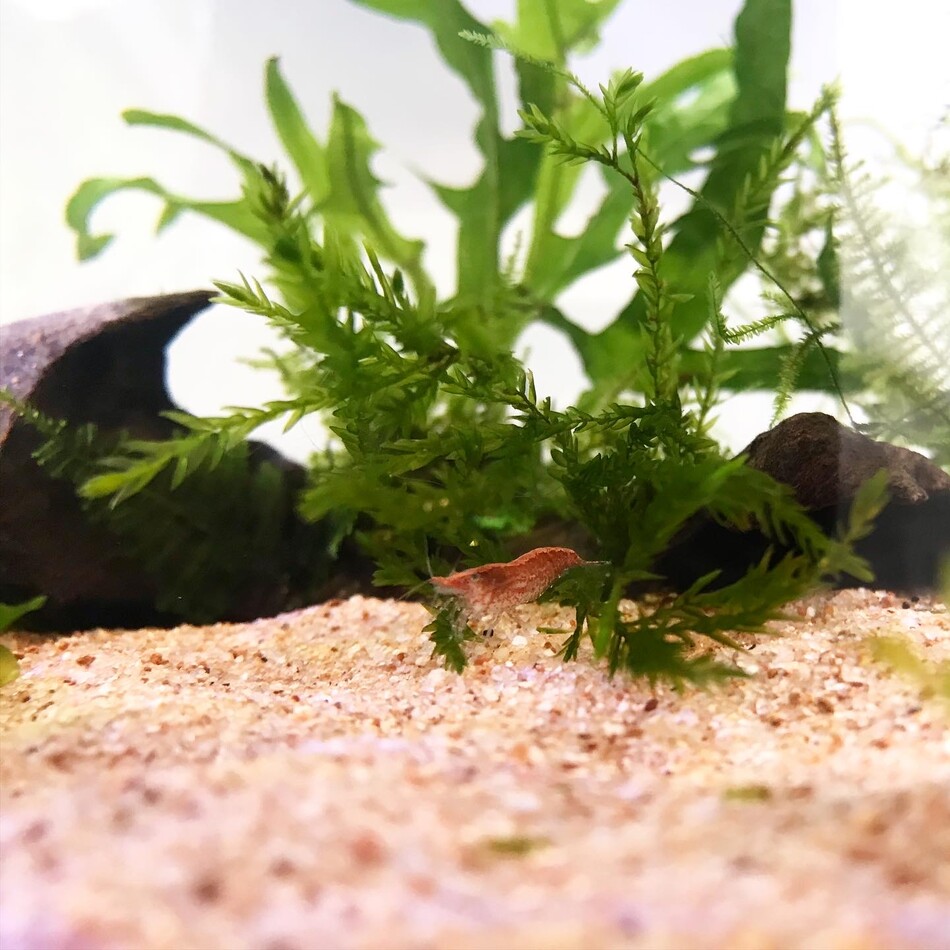 コリちゃんのカバー写真