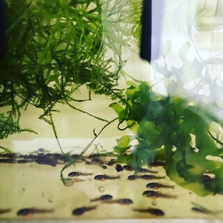 コリドラスベネズエラオレンジ