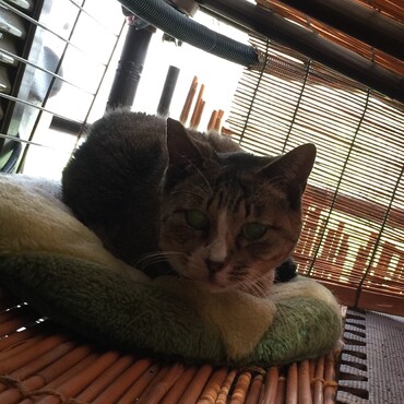 葵姐さーん！大丈夫？チビ春子！(◎_◎;) 