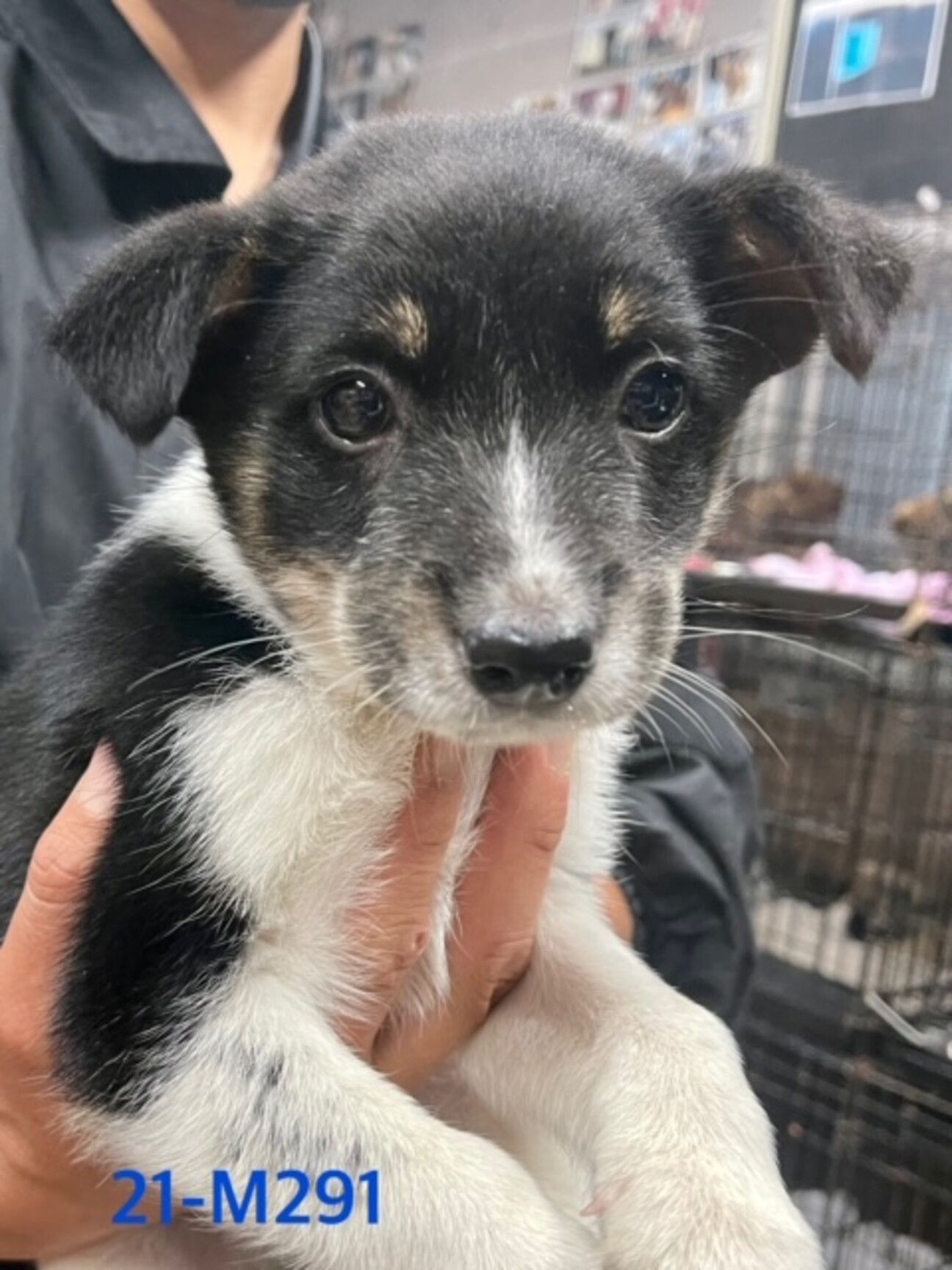 21 M291 大人しい 滋賀県 犬の里親募集 ペットのおうち 月間利用者150万人