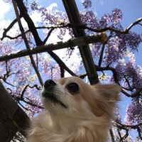 もこ