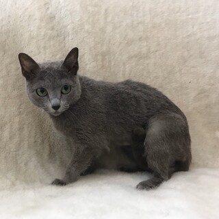 他ブリーダーさんからの女の子