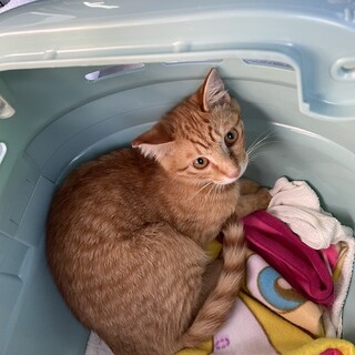 おばあちゃんが増やしてしまった猫達です