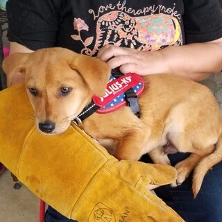 生後3か月半仔犬 男の子