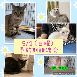 ねこ組　福岡　譲渡会