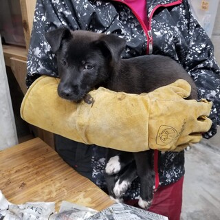 生後3か月半仔犬 男の子