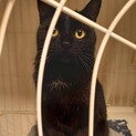 甘えん坊　黒猫　みたらし団子