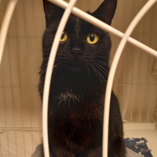 甘えん坊　黒猫　みたらし団子