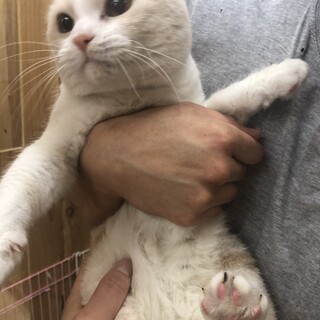 スコティッシュフォールド