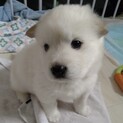 MIXの子犬の男の子ノリスケくん