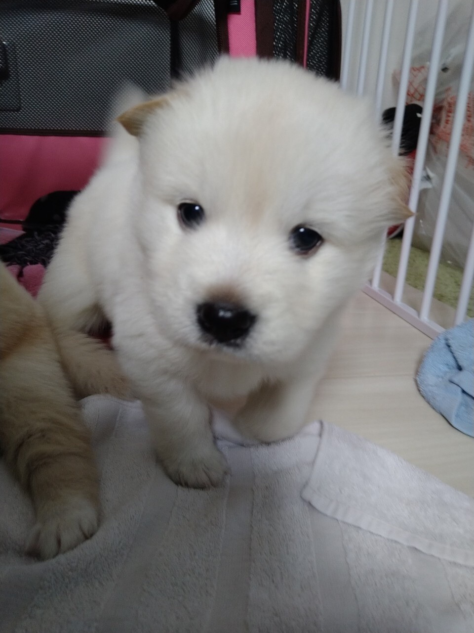 Mixの子犬の男の子ノリ 茨城県 犬の里親募集 3609 ペットのおうち 月間利用者150万人