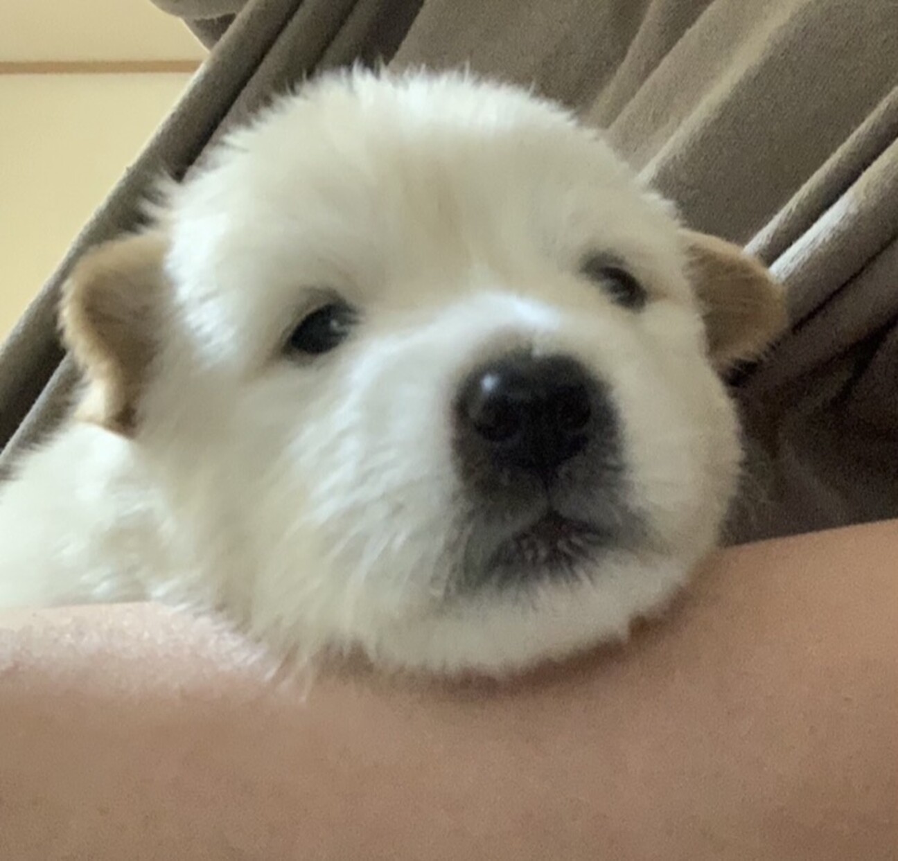 Mixの子犬の女の子タイ 千葉県 犬の里親募集 ペットのおうち 月間利用者150万人