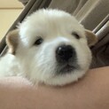 MIXの子犬の女の子タイコちゃん