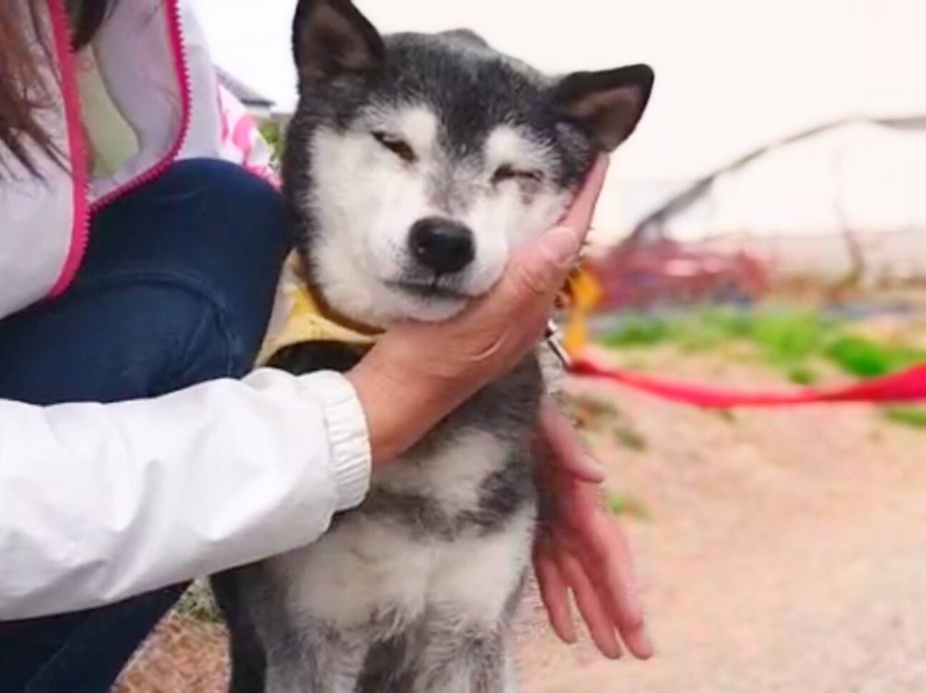 えみちゃん 黒柴シニア大 奈良県 犬の里親募集 ペットのおうち 月間利用者150万人