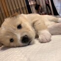 MIXの子犬の女の子サザエちゃん