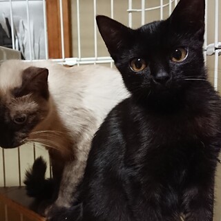 めんこい黒猫＊すずり＊