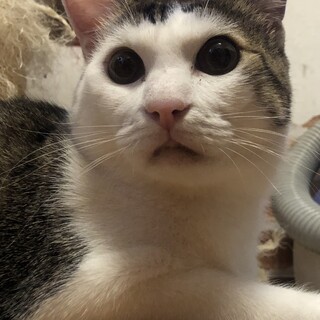 皆と仲良し超馴れています甘えん坊❤️キジ白くら君